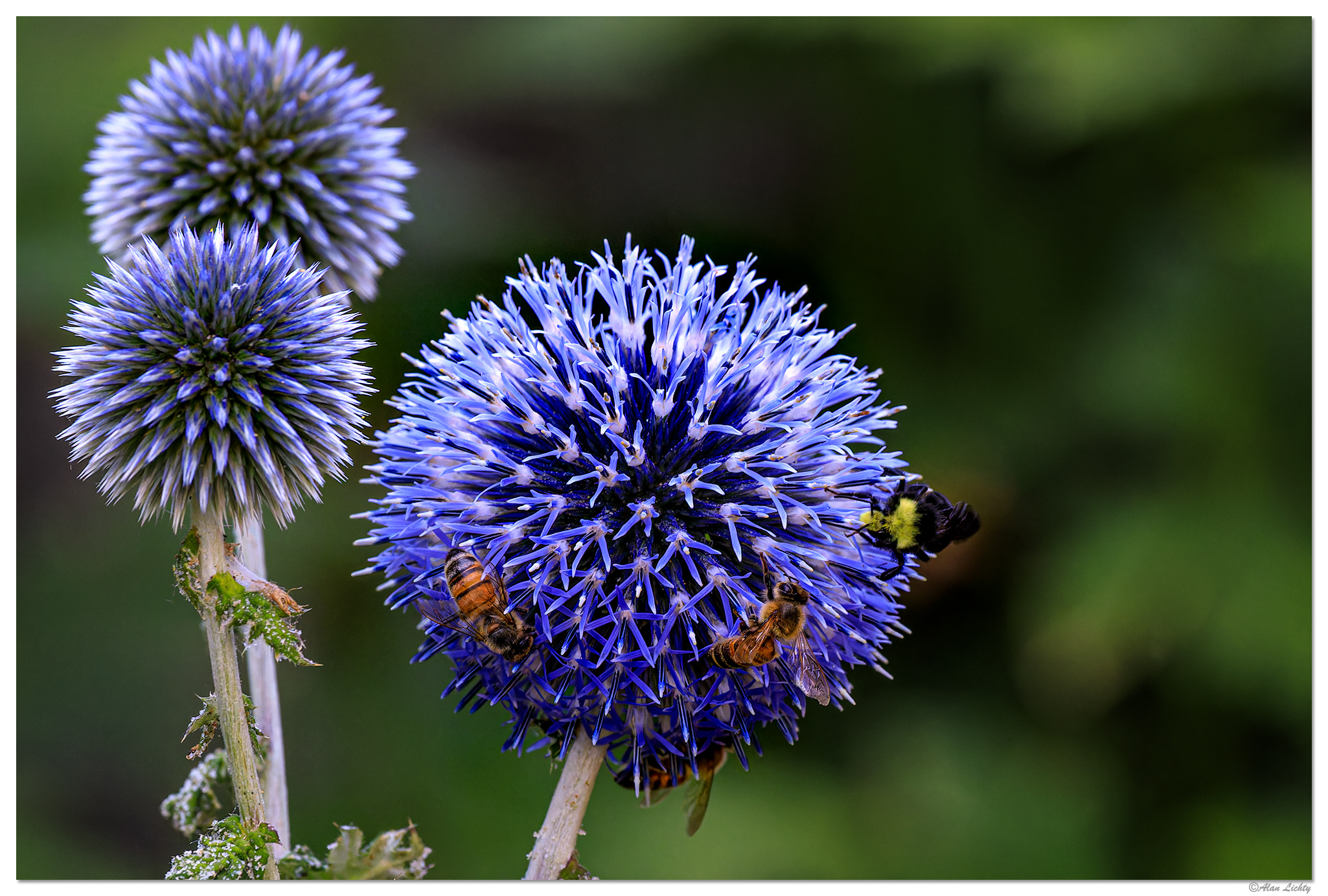 ThreeBeeBumblerEchinops.jpg
