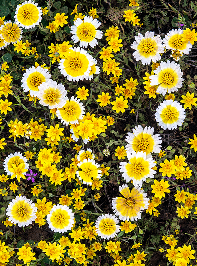 Tidy-tips and Goldfields, Carrizo Plain National Monument, CA.jpg