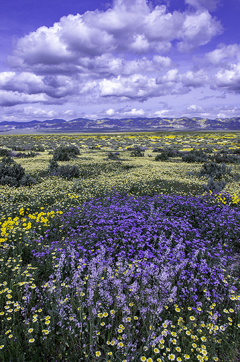 Tidy-tips, Phacelia, Coreopsis, Purple Soap Plant, Carrizo Plain National Monument, CA II.jpg