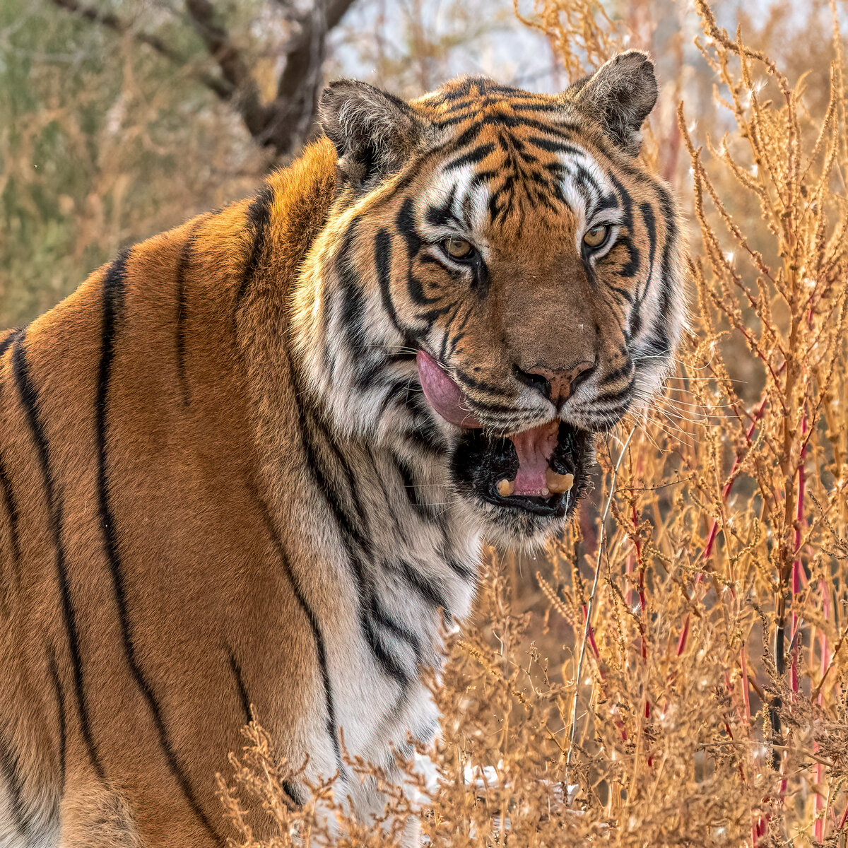 Tiger-6597-Edit.jpg