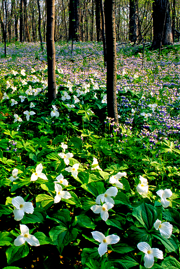 tillium woods.jpg
