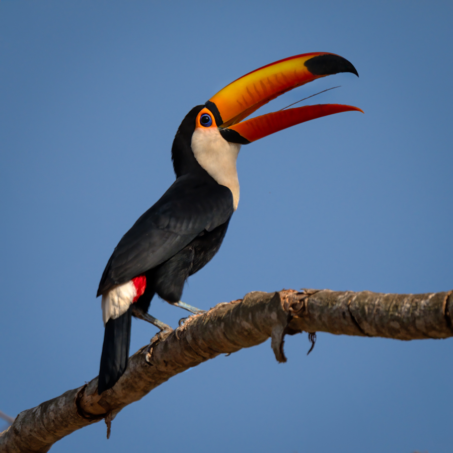 Toco Toucan-04761-Edit.jpg