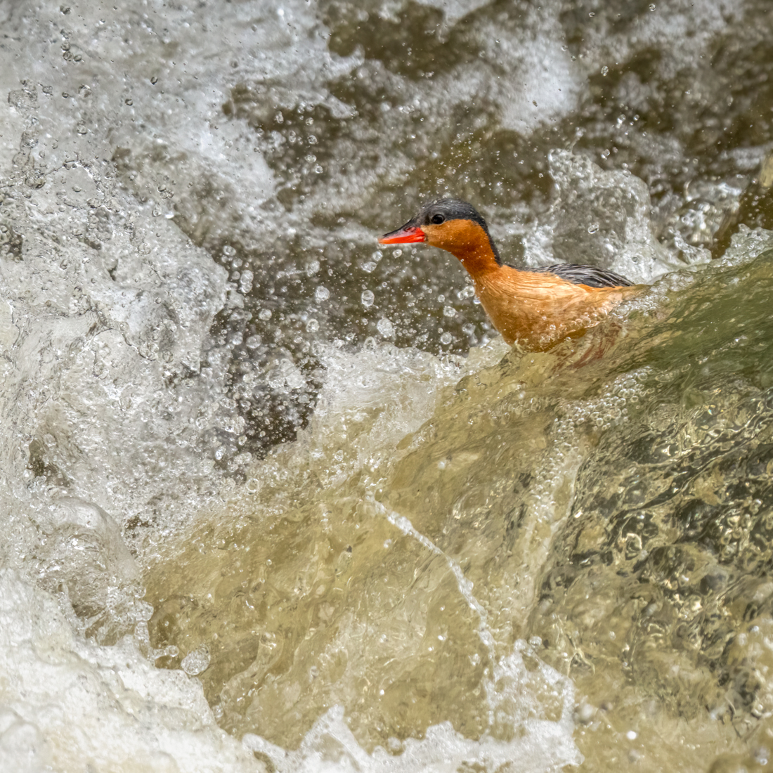 Torrent duck-05063-Edit.jpg