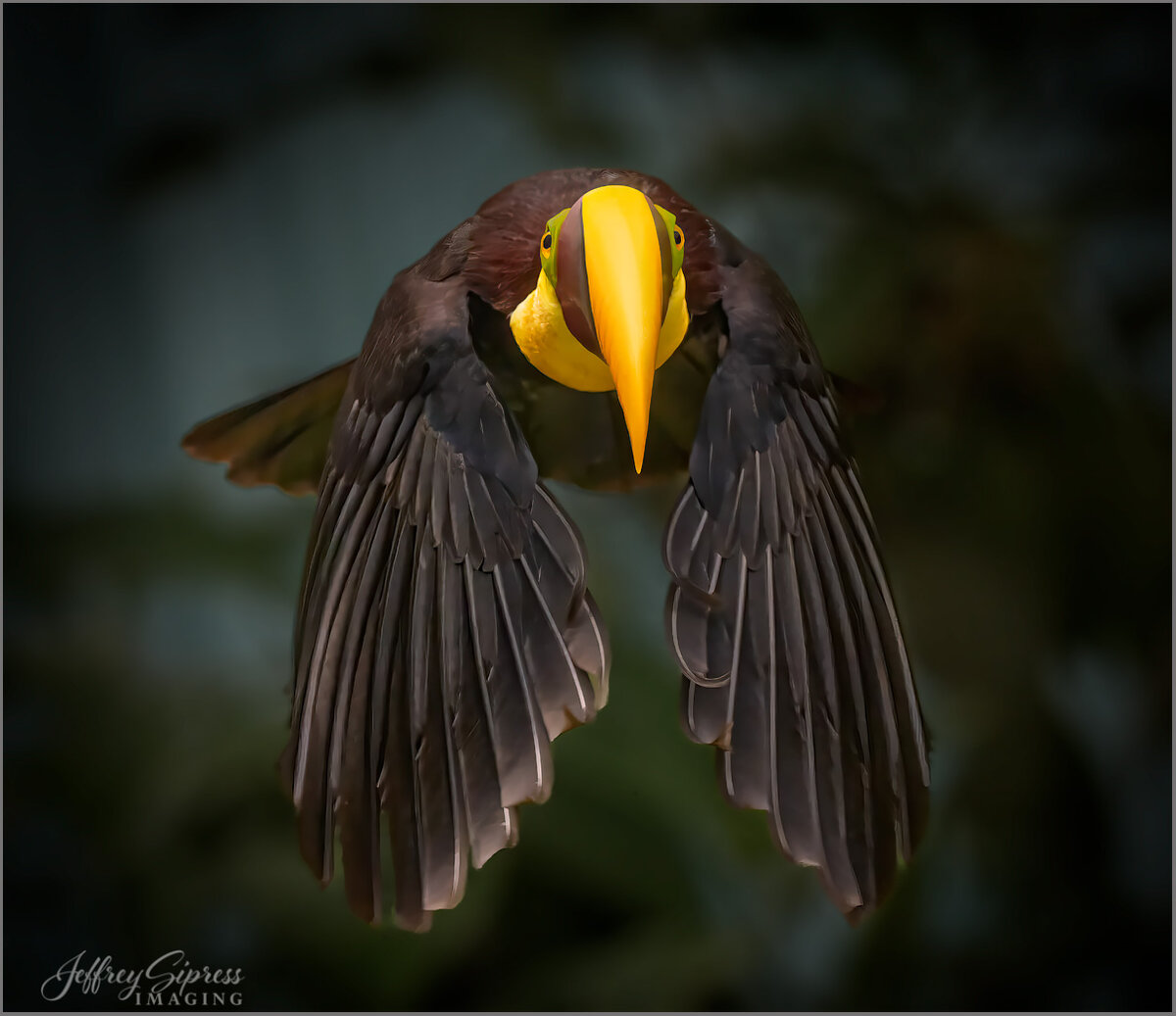 toucanflight1.jpg