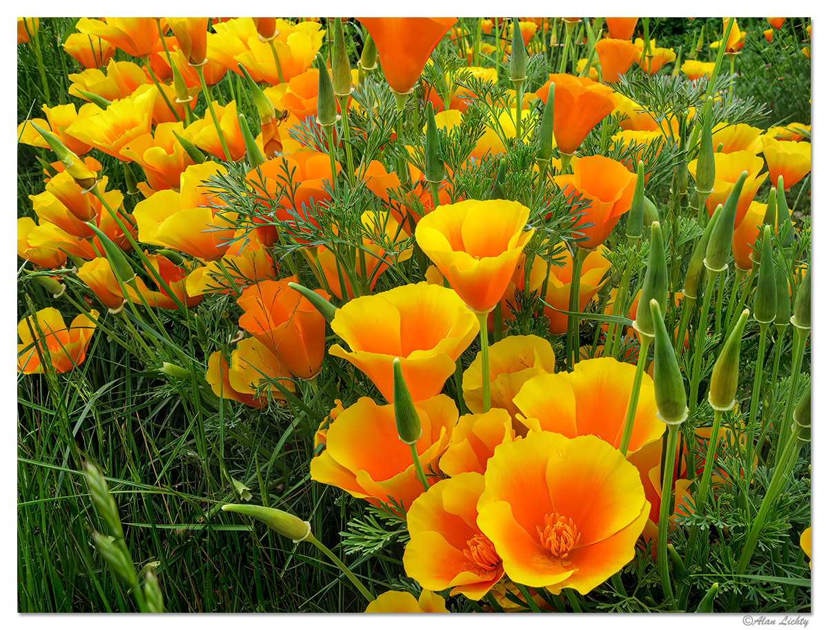 TracksideBlooms.jpg