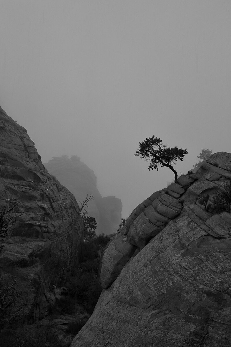 Tree-Behind-the-Rocks.jpg