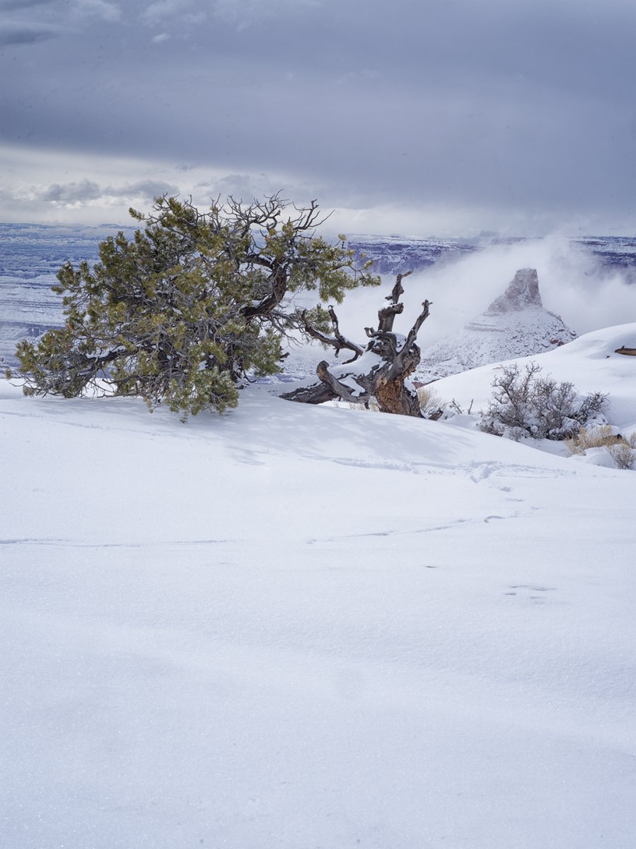 Tree-Dead-Horse-Pt.jpg