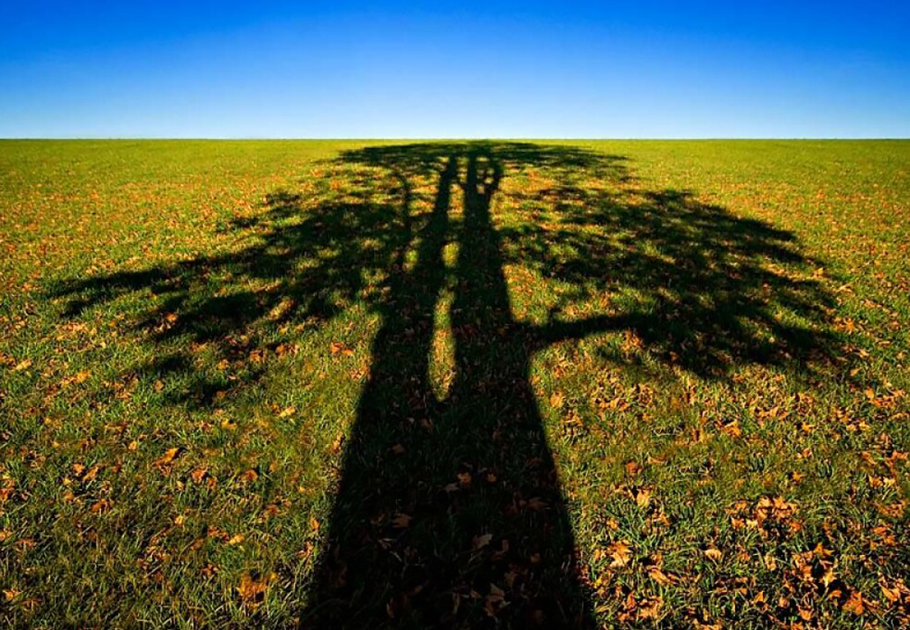 tree shadow in the field.jpg