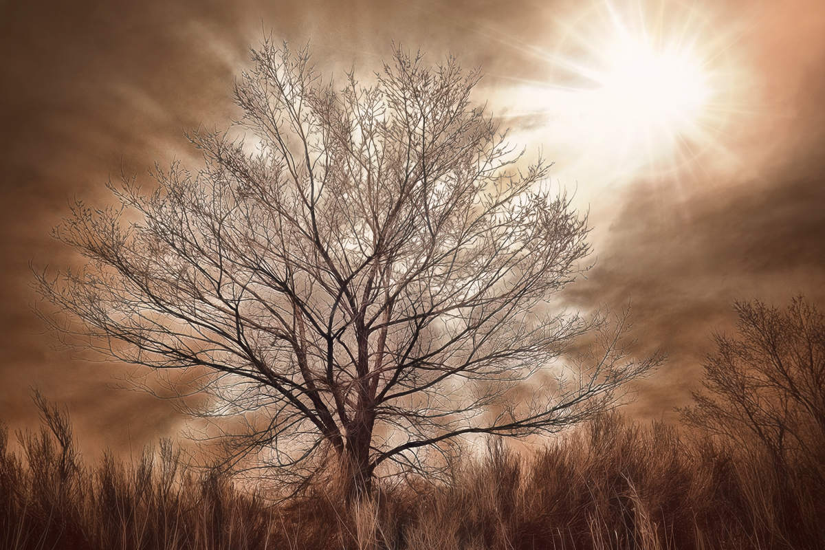 Tree_IR_Reduced.jpg