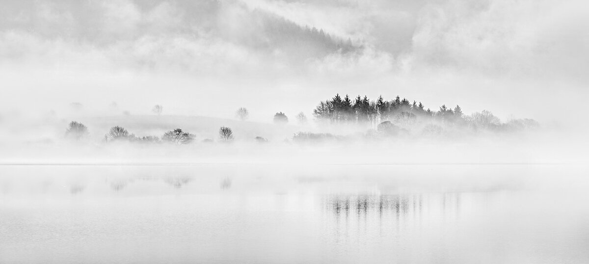 Trees in the Mist.jpg