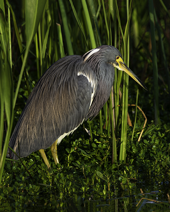 Tricolored Heron.jpg