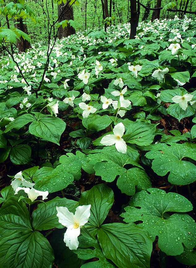 Trillium and Bloodroot with raindrops.jpg