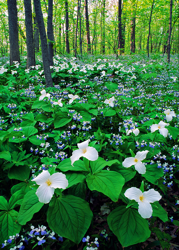 trillium & blue-eyed mary.jpg