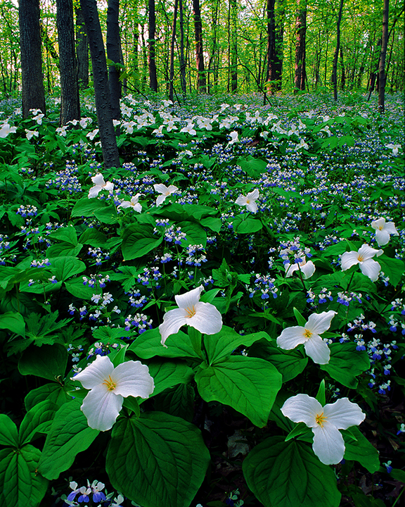trillium & blue-eyed mary's wall.jpg