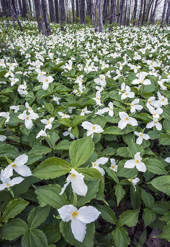 Trillium II.jpg