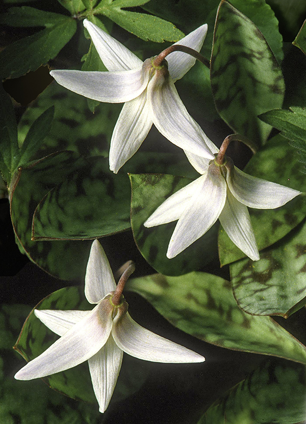 Trout Lilies I clone.jpg