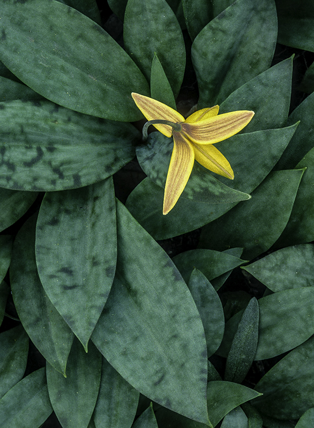 Trout Lily II.jpg