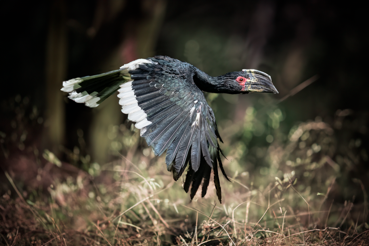 Trumpeter hornbill-05170-Edit.png
