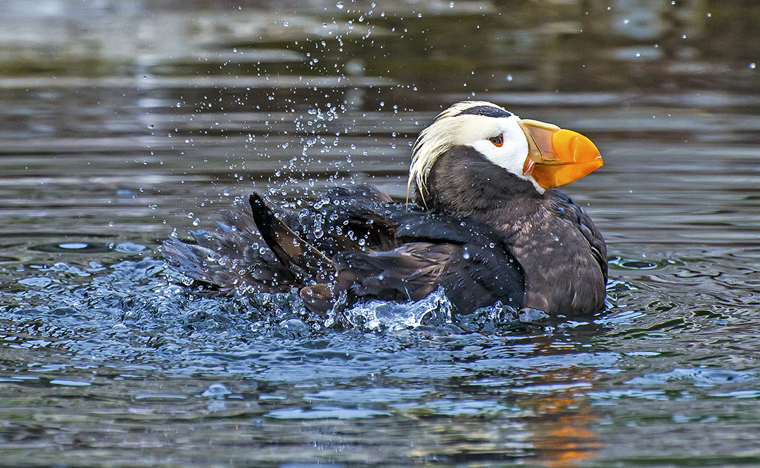 Tuffted Puffin bathing (1 of 1).jpg