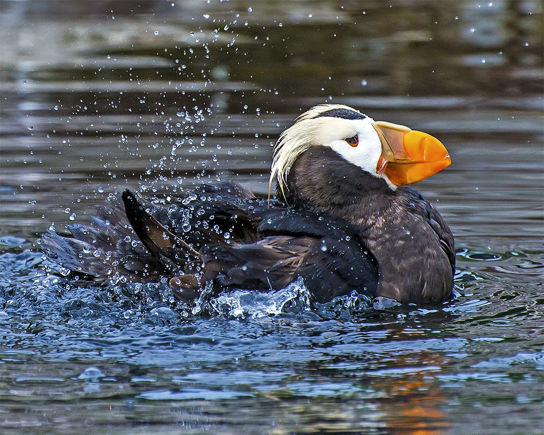 Tuffted Puffin bathing (1 of 1).jpg