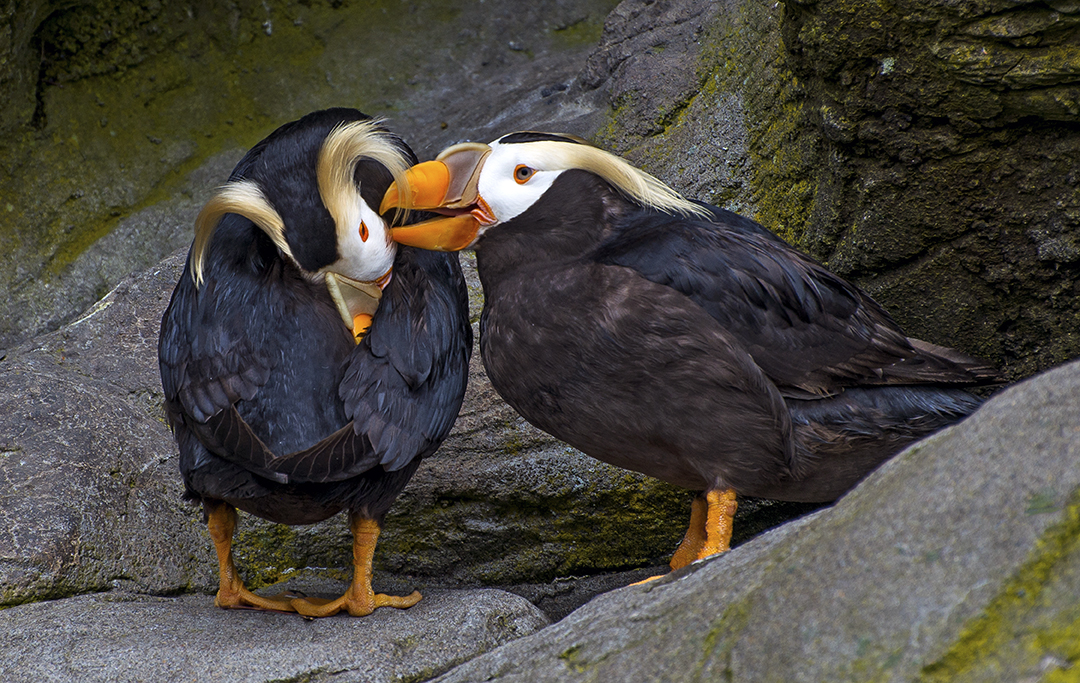 Tuffted Puffins (1 of 1).jpg