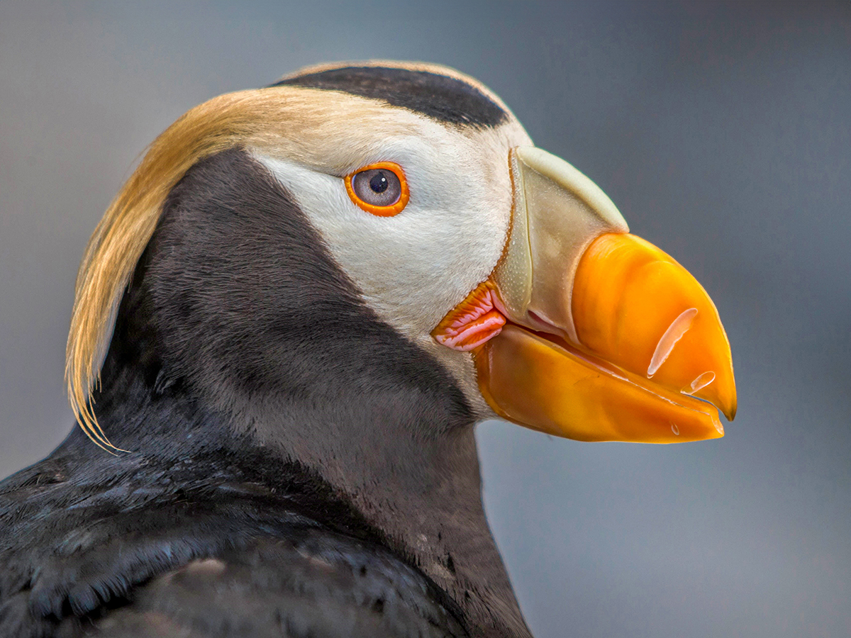 Tufted Puffin eye shine.jpg