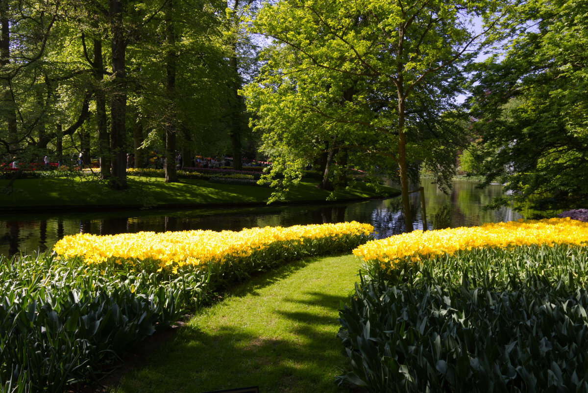 tulip festival.jpg