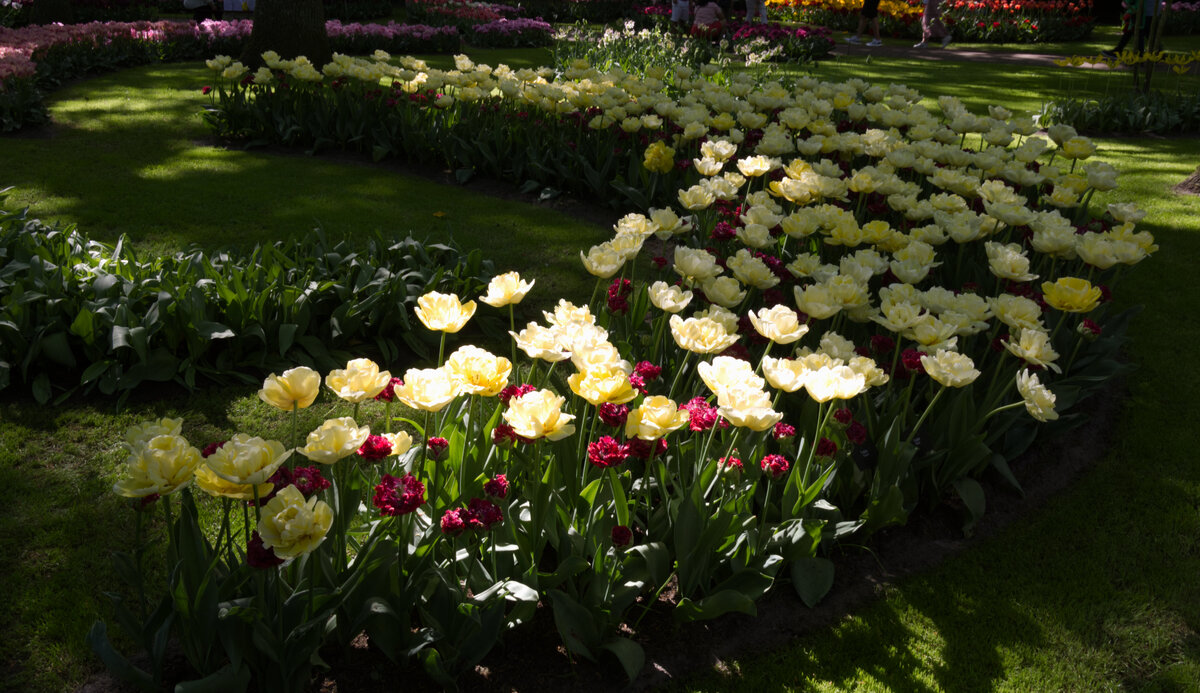 Tulip_Festival_15.jpg