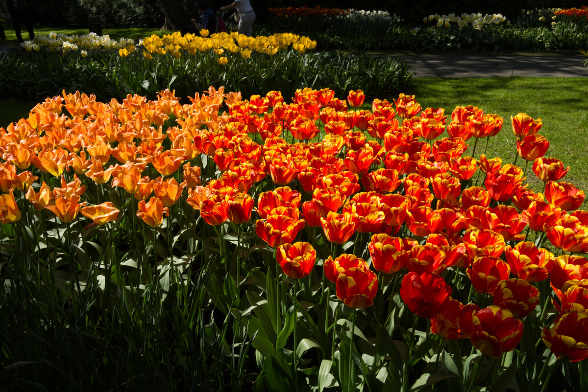 Tulip_Festival_17.jpg