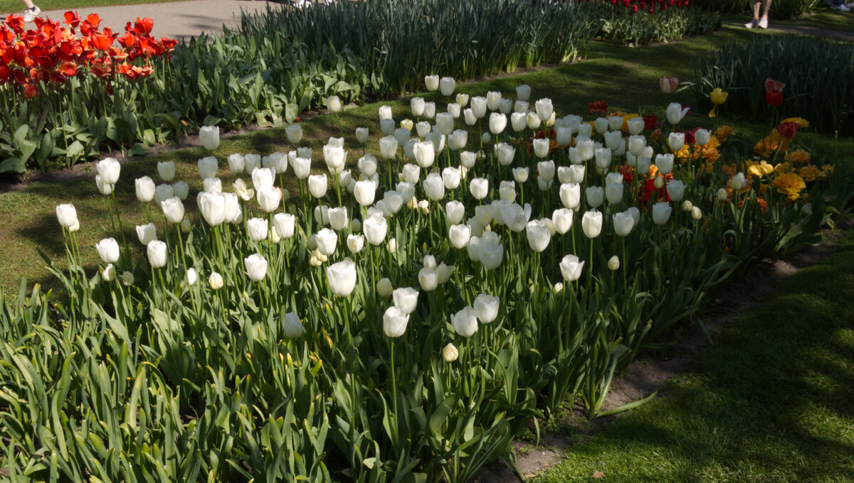 Tulip_Festival_18.jpg