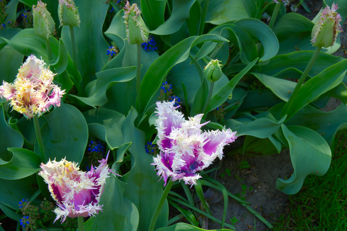 Tulip_Festival_20.jpg