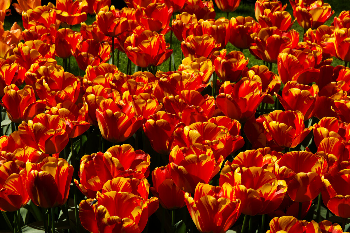 Tulip_Festival_3.jpg