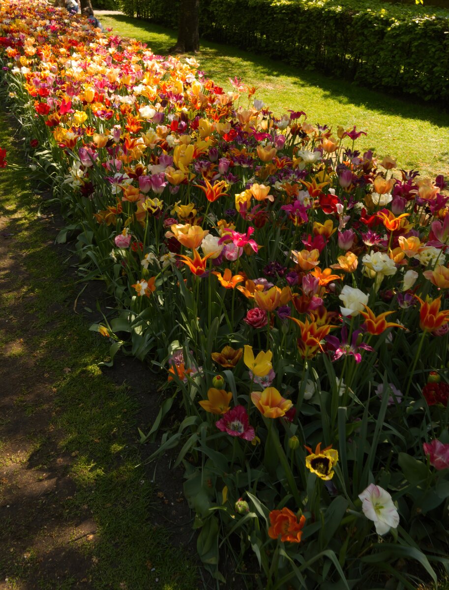 Tulip_Festival_32.jpg