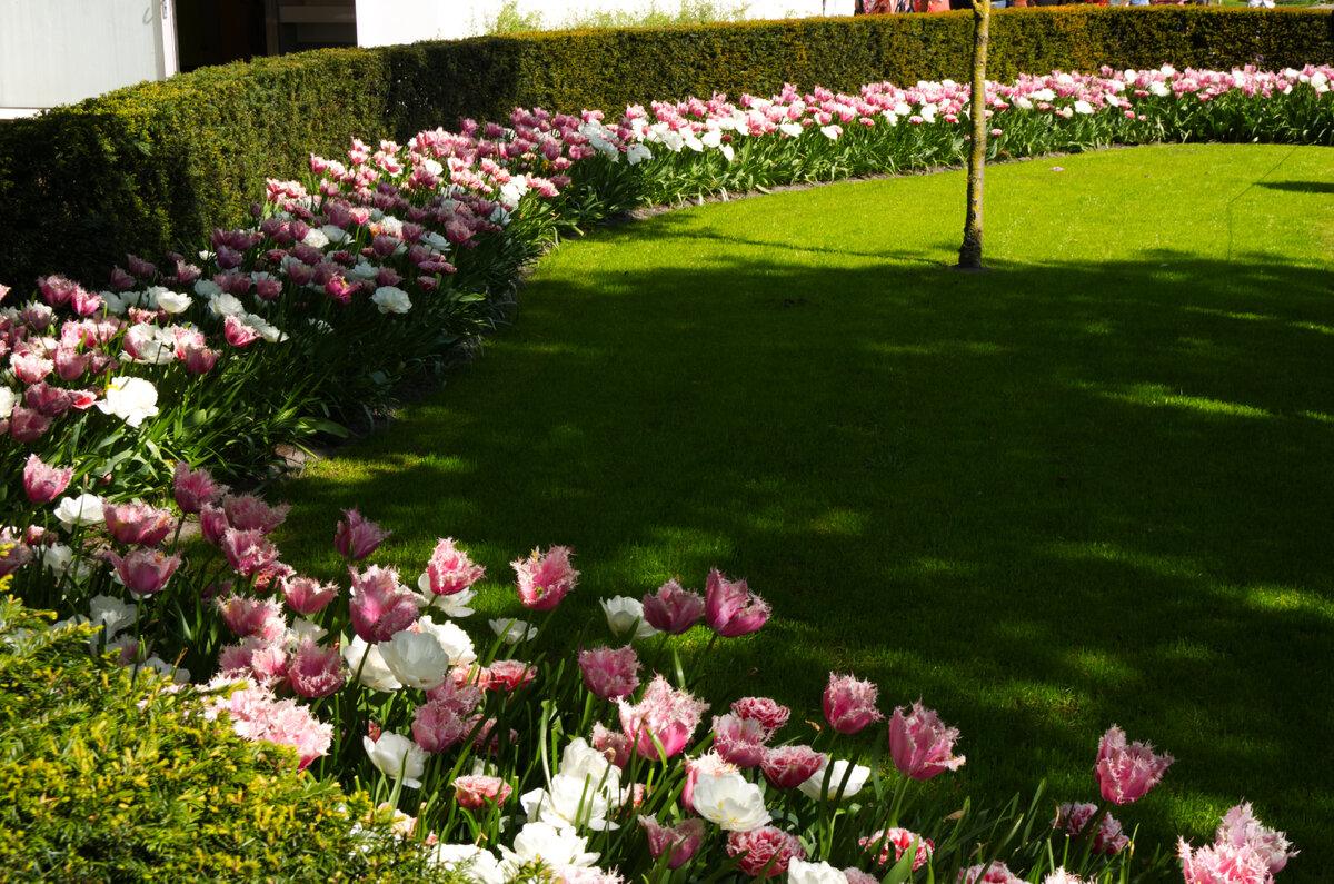 Tulip_Festival_4.jpg