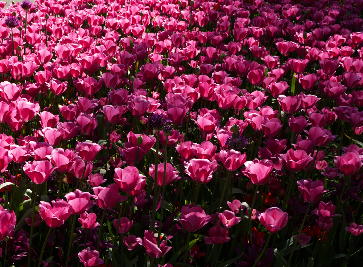 Tulip_Festival_8.jpg