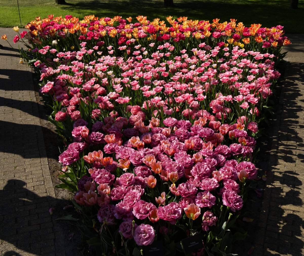 Tulip_Festival_9.jpg