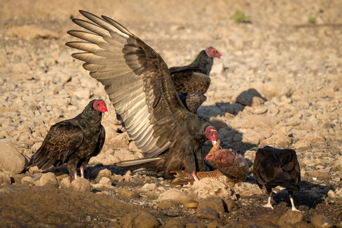 Turkey vulture-02929-Edit.jpg
