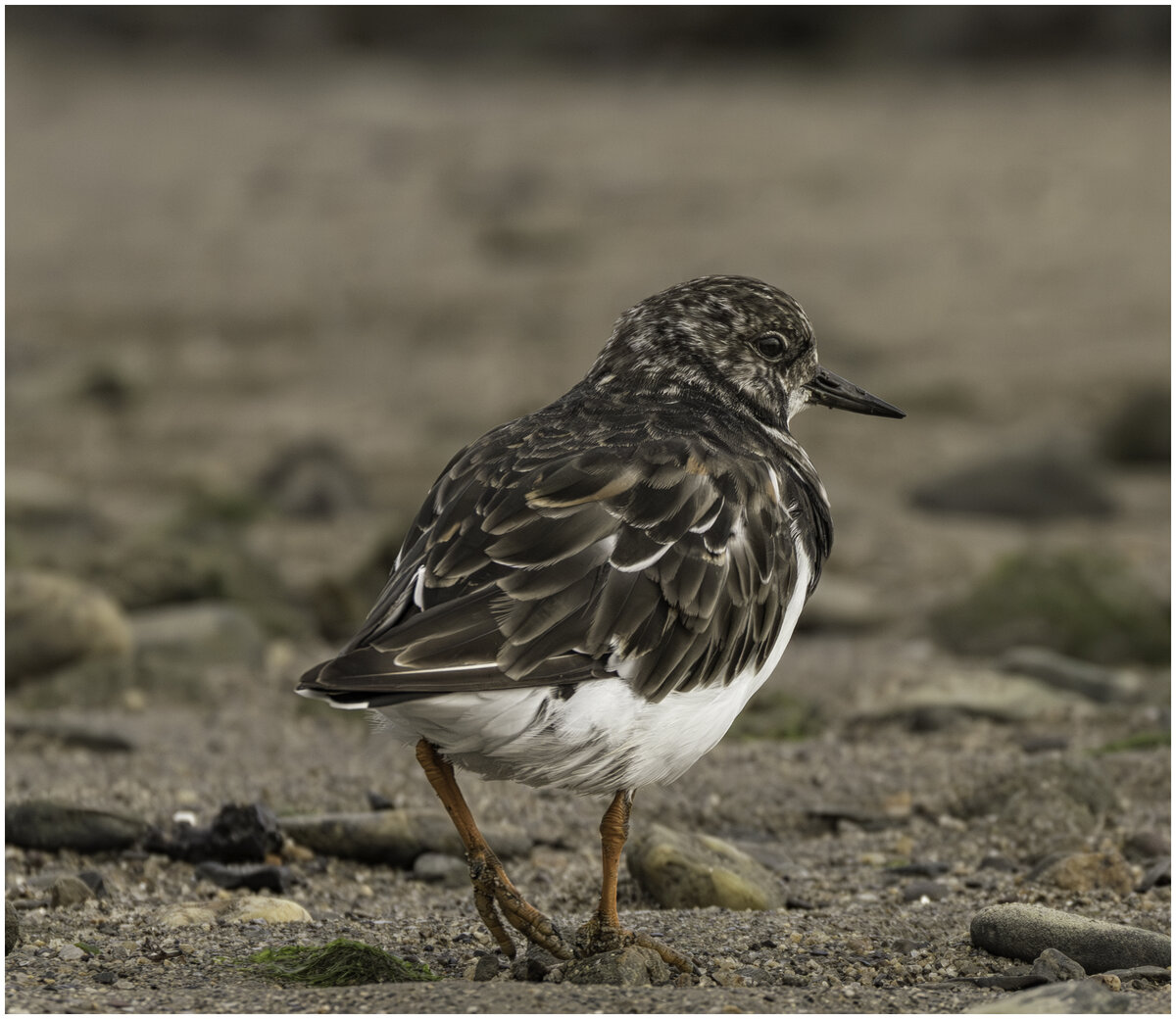 Turnstone .jpg