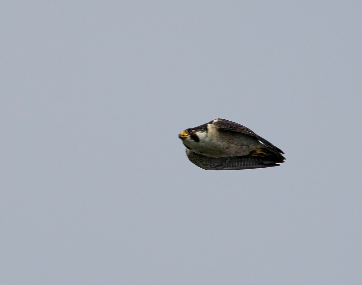 TW082230-Edit.jpg