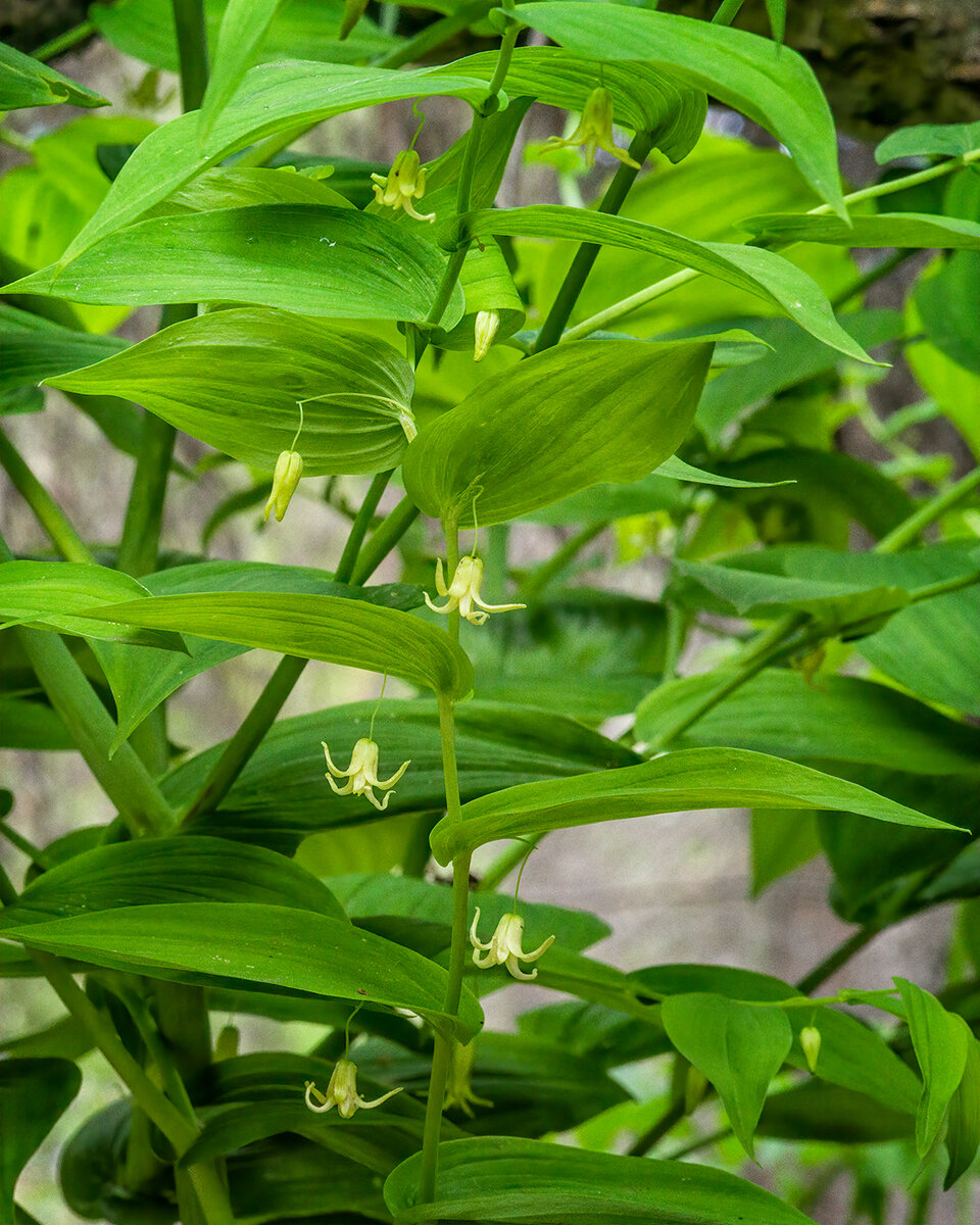 Twisted-Stalk.jpg