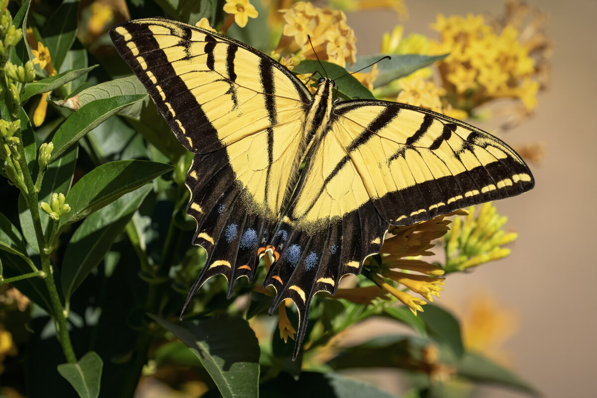 two-tailed swallowtail butterfly-5365-Edit.jpg