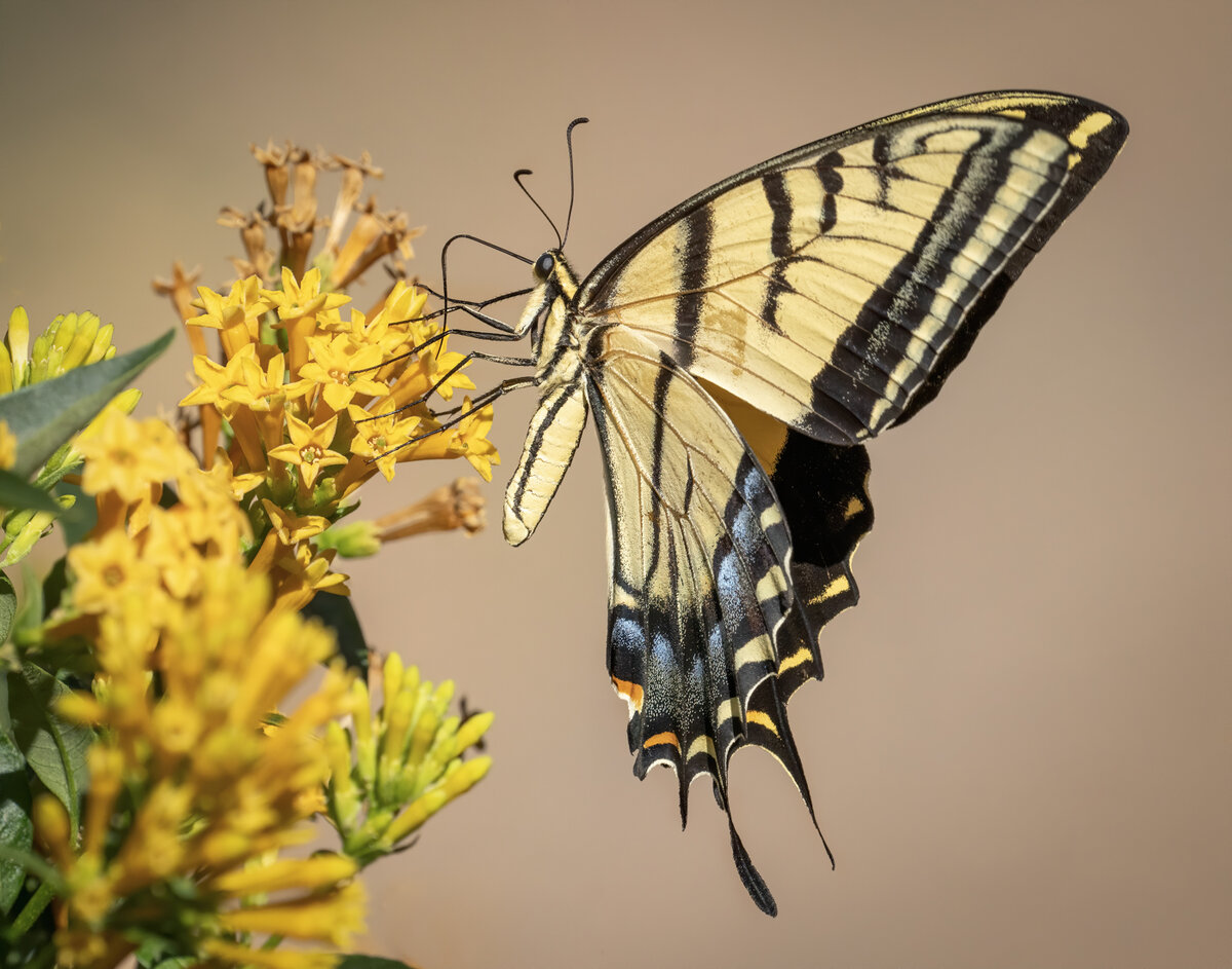 two-tailed swallowtail butterfly-5375-Edit.jpg