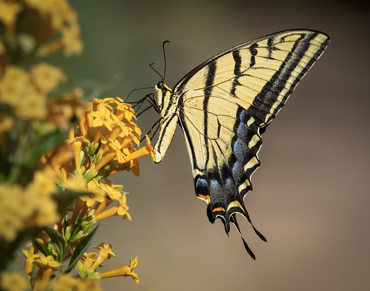 two-tailed swallowtail butterfly-5413-Edit.jpg