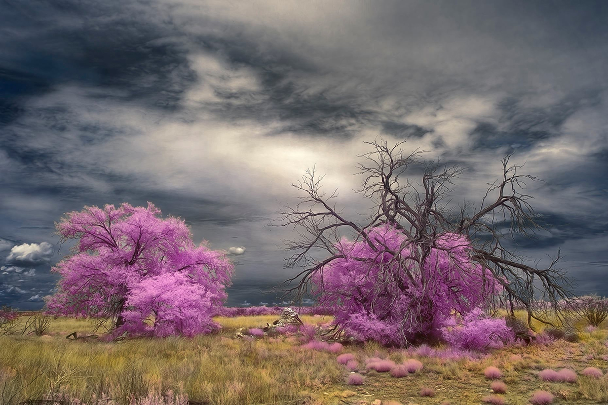 Two_Trees.jpg