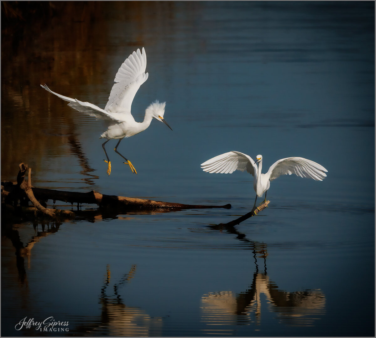 twoegrets1.jpg