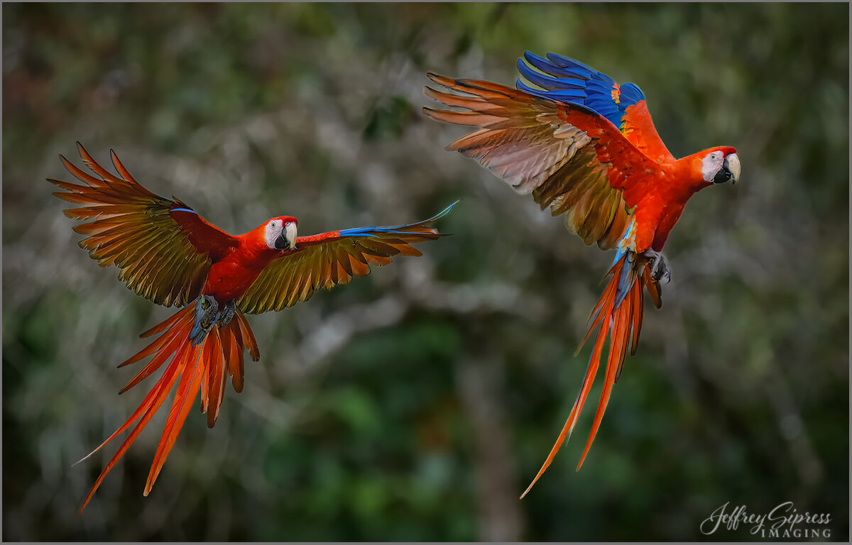 twoscarletmacaws.jpg