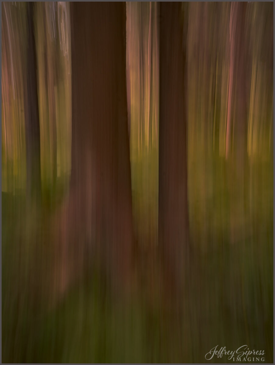 twotrees-icm.jpg