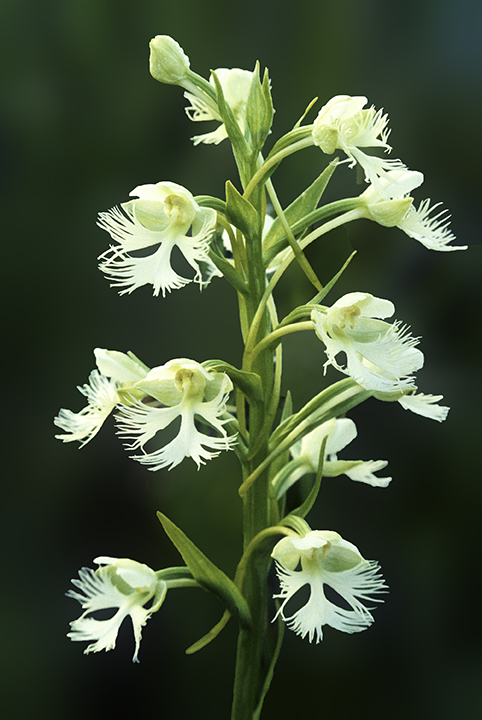 Unfinished white-fringed prairie orchid.jpg