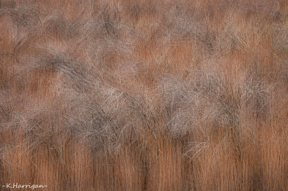 Untitled-1 copy 4.jpg