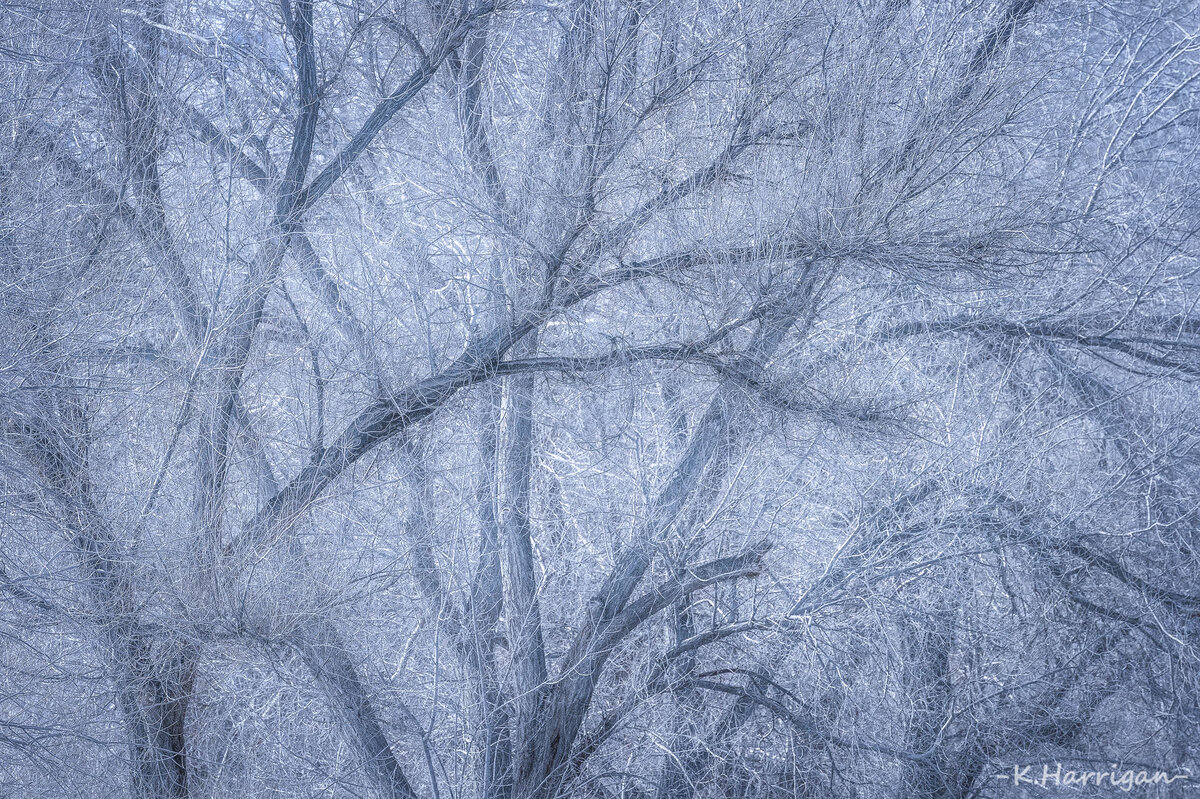Untitled-1 copy winter trees.jpg